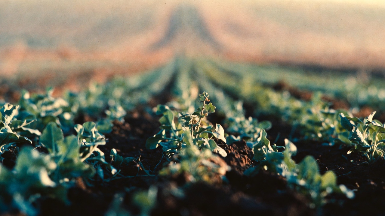 鮮度と栄養価──収穫から食卓までに失われるもの